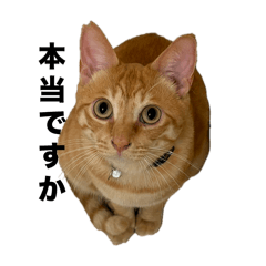 Sayuri_20241113212221