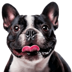 Cute Daily Life of a French Bulldog