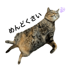 chons_20241113232133