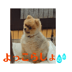 This is me.Pomeranian Chataro