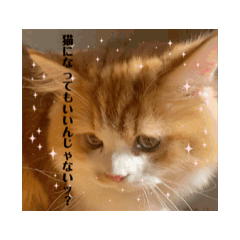 Teto_20241114204744