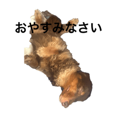 akanen_20241114195327