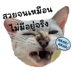 pakgardhom_20241114191947