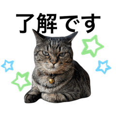 chons_20241114204248