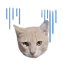 Somchoon_20241115002235