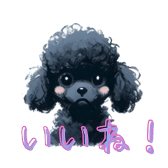 Black Toy Poodle Face