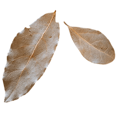 Food Series : Bay Leaf