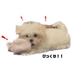 chiitan_20241114225014