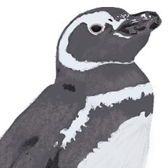 Penmax's magellanic penguin