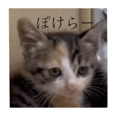 youo_20241114231127