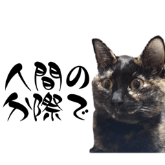 nekosamanogeboku_20241115015839