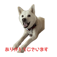 MSTK_20241115201853