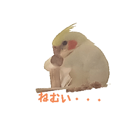 koharuru_20241115204213