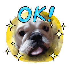 Bulldog_20241116105030