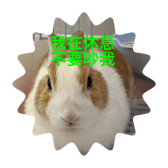 Peter兔的日常