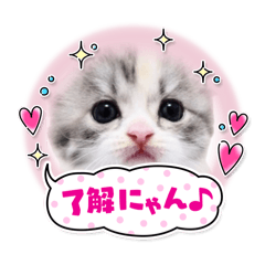 yokko_20241117004120