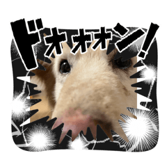 perorincho_20241116200639