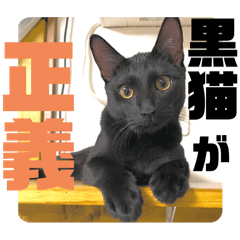 ピュたんぷ〜ピュン太すぎる黒猫ver2.0〜