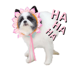 The gang sk1_20241117000419