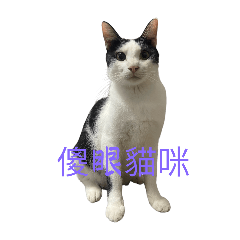 林喵喵的猫生