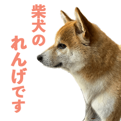 Shiba Inu Renge's Daily Life