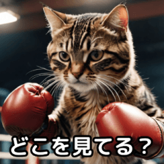 Boxing cat [Teasing/Funny]