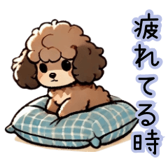 Healing Fluffy Toy Poodle (Tired)