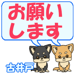 Furuido's letters Chihuahua2