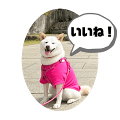 shiba_kona2_20241116010038