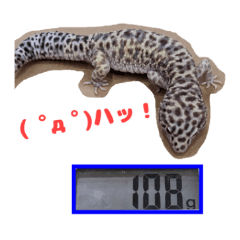 Stamp of Leopard gecko, name is "po"