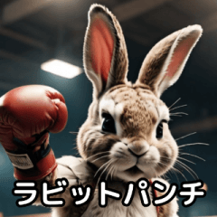 Boxing Rabbit [Teasing/Funny]