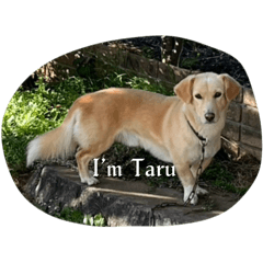 Taru_20241115164338