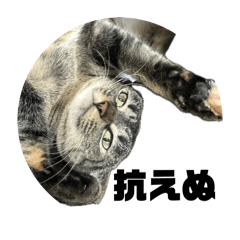 キジ猫ちびさんのスタンプ4