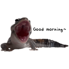 Gecko k 2.0