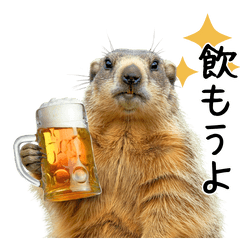 Useful Marmot2