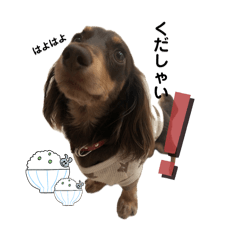 Dachshund Mocha's sticker