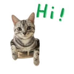 American Shorthair_rang