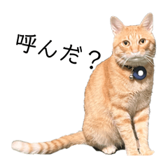 Kou1135_20241117103836