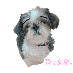 うちの子可愛い(シーズー)