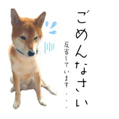 Shibainu Gonta shiba