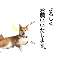 Shiba Gonta Shibainu