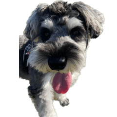 Dogs Stickers_schnauzer