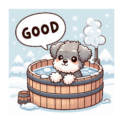 Hot spring, miniature schnauzer