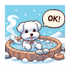 Hot spring, white miniature schnauzer