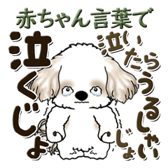 Shih Tzu 2024 (baby words)