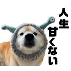 shibace_20241118004334