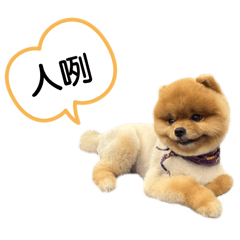 球球的調皮日常