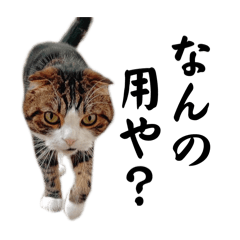 Osaka dialect cat