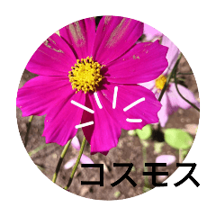 setukochan_20241118154207