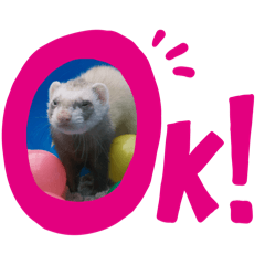 My ferrets_20241118171807